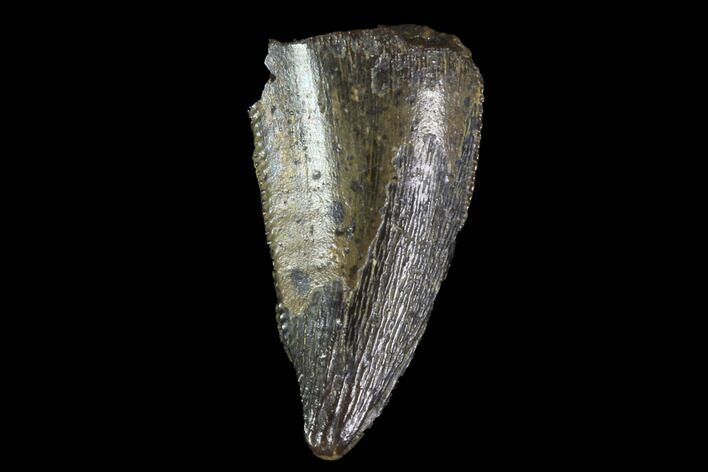 Bargain, Raptor Tooth - Real Dinosaur Tooth #89129